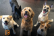 Dogs Behaving Well at Dogtopia