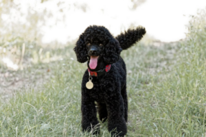 Poodle breed dog in grassy field