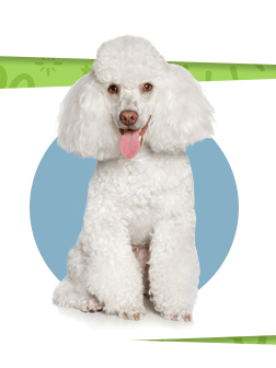 White Miniature Poodle