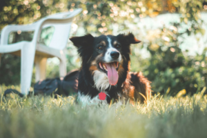 Dog laying down on grass outside