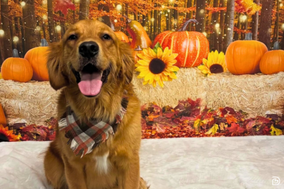 Lab sitting in front of fall/Thanksgiving-themed backdrop with leaves and pumpkins