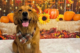Lab sitting in front of fall/Thanksgiving-themed backdrop with leaves and pumpkins