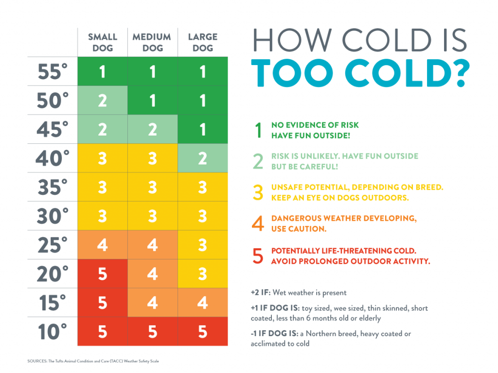 dog-too-cold-infographic-1
