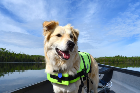A dog, wearing a neon green life jacket, in a canoe that's in the middle of a body of water with forestry in the background.