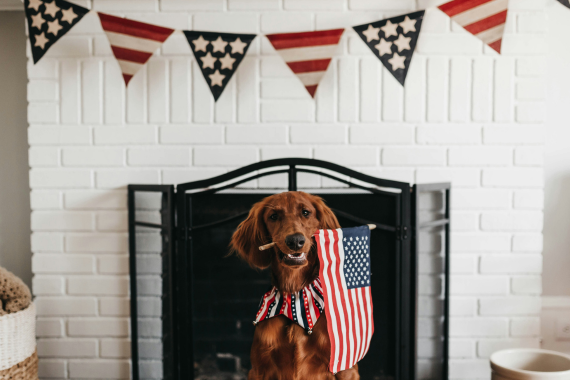 A dog with Fourth of July decor around them.