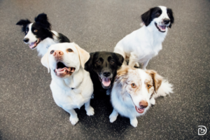 Group of five dogs sitting close to each other in Dogtopia indoor playroom