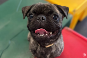 A pug breed sitting on play equipment in Dogtopia daycare playroom.