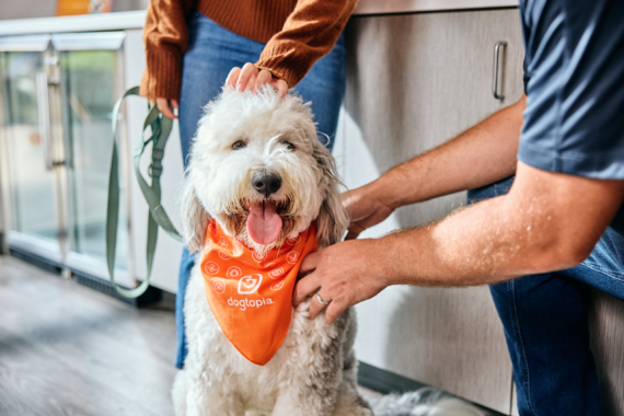 A white and grey dog sitting at Dogtopia daycare, wearing an orange Dogtopia-branded bandana, with two people petting the dog.