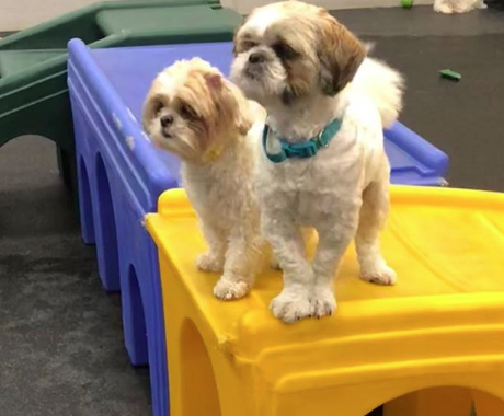 Best Furry Friends Forever