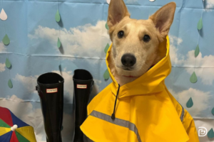 Dog in yellow rain jacket in front of sky backdrop