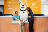 Dog reception at Dogtopia