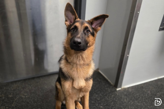 A medium-sized German Shepherd sitting in a Dogtopia dog daycare playroom