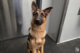 A medium-sized German Shepherd sitting in a Dogtopia dog daycare playroom