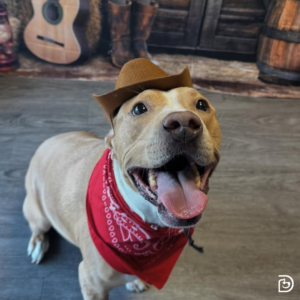 Dog wearing a small cowboy hat and red bandana in front of a western-style backdrop at Dogtopia daycare