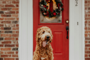 Dog sitting outside in front of a house with red door and a holiday wreath.