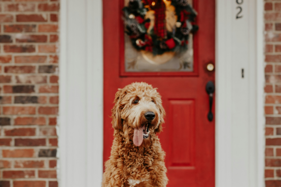 Dog sitting outside in front of a house with red door and a holiday wreath.