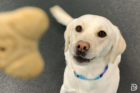 Lab dog looking at person holding dog treat