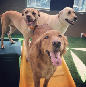 Dogs Getting Exercise at Dogtopia