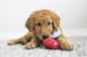 Dog, Golden Retriever breed, playing with red KONG toy on the floor