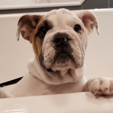 Bulldog in the tub