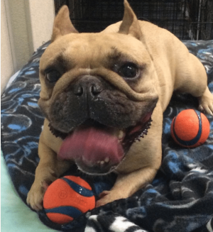 Dog Playing with Orange Balls