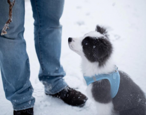 Puppy sitting in the snow