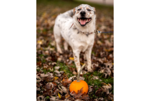 A dog on a leash behind a small pumpkin on the ground.