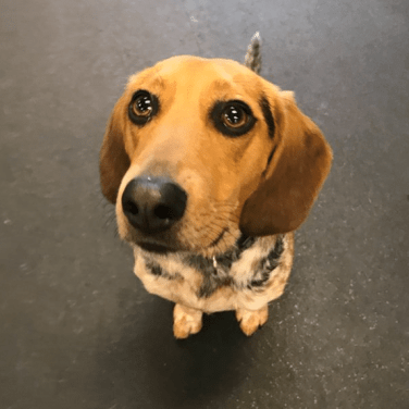 Sad dog after playtime is over