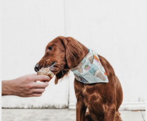 A dog with a bandana eating from an ice cream cone