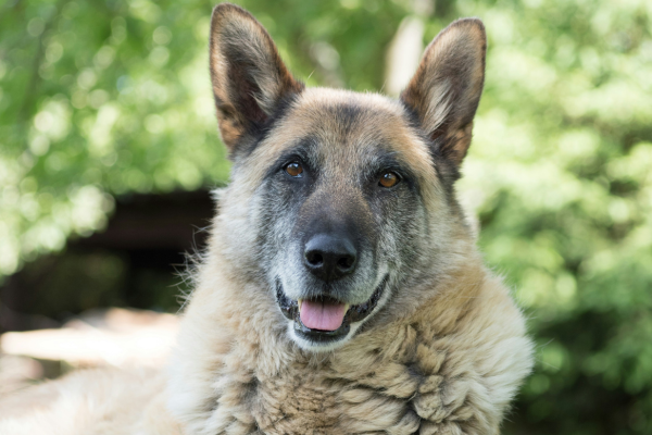 A German Shepherd dog laying on grass outside