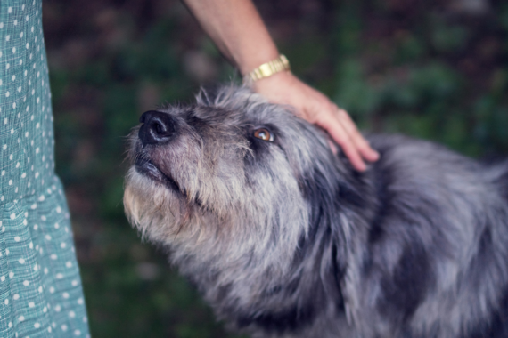 Person petting an older-looking dog with dark and light gray fur