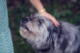 Person petting an older-looking dog with dark and light gray fur