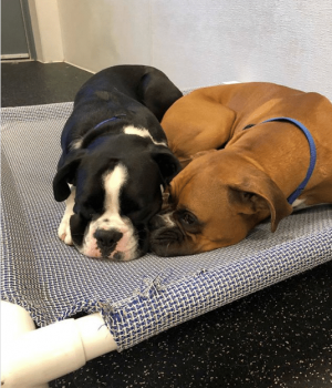 Two Doggies Cuddling