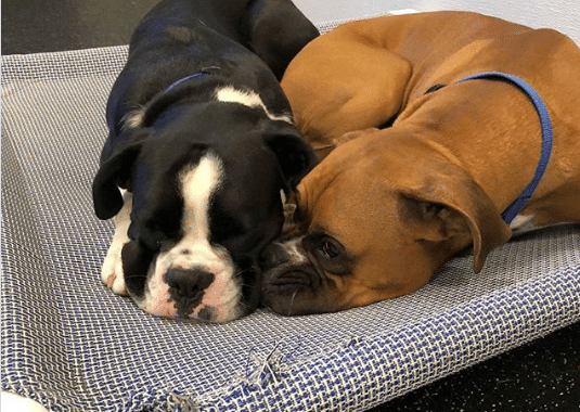 Two Doggies Cuddling