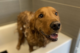 Dog, lab breed, in bathtub