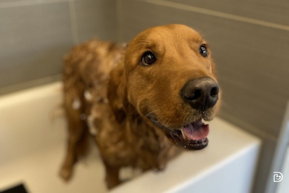Dog, lab breed, in bathtub