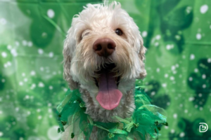 Dog wearing green costume behind a green backdrop with a St. Patrick's Day theme.
