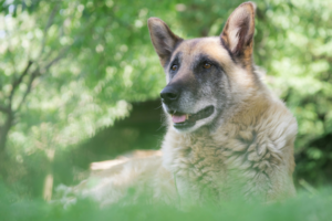 German Shepherd dog laying down on grass outside with trees in the background